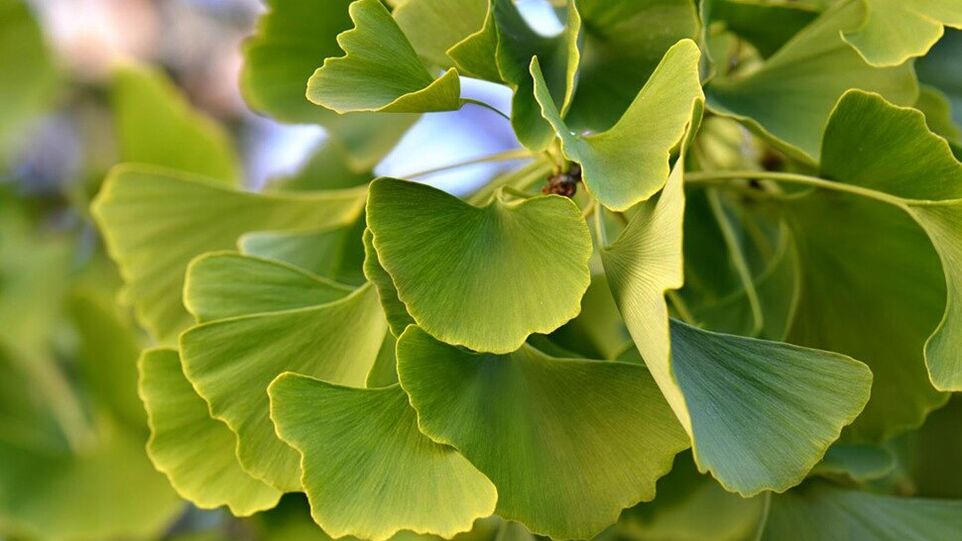 Ginkgo Biloba em Insunol