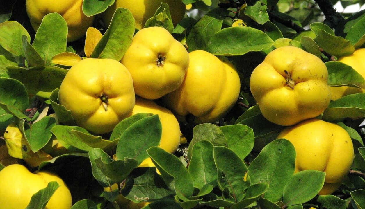 As folhas de marmelo são usadas na terapia folclórica de diabetes